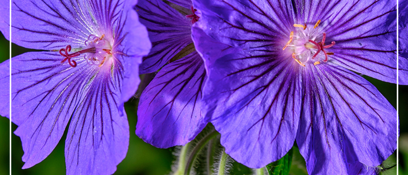 Storchenschnabel &ndash; Allesk&ouml;nner, Bl&uuml;hwunder und Bienenfreund!