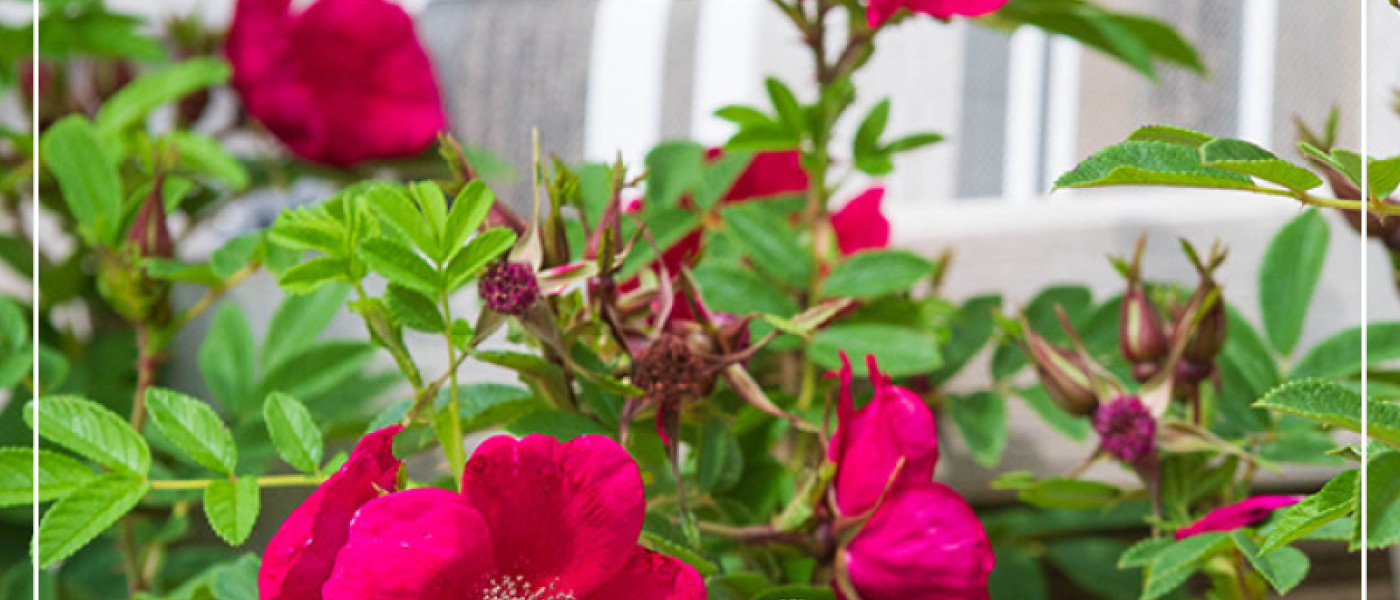 Strandgef&uuml;hle im heimischen Garten