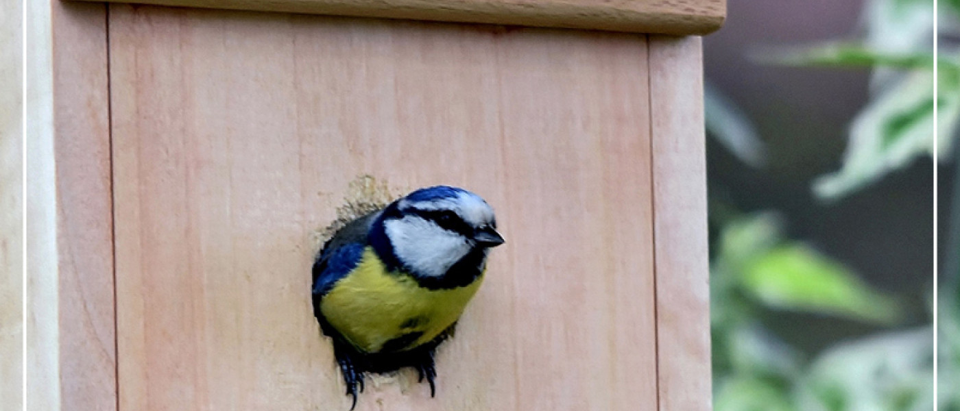 Strategien gegen die Wohnungsnot! Jetzt an Nistk&auml;sten denken