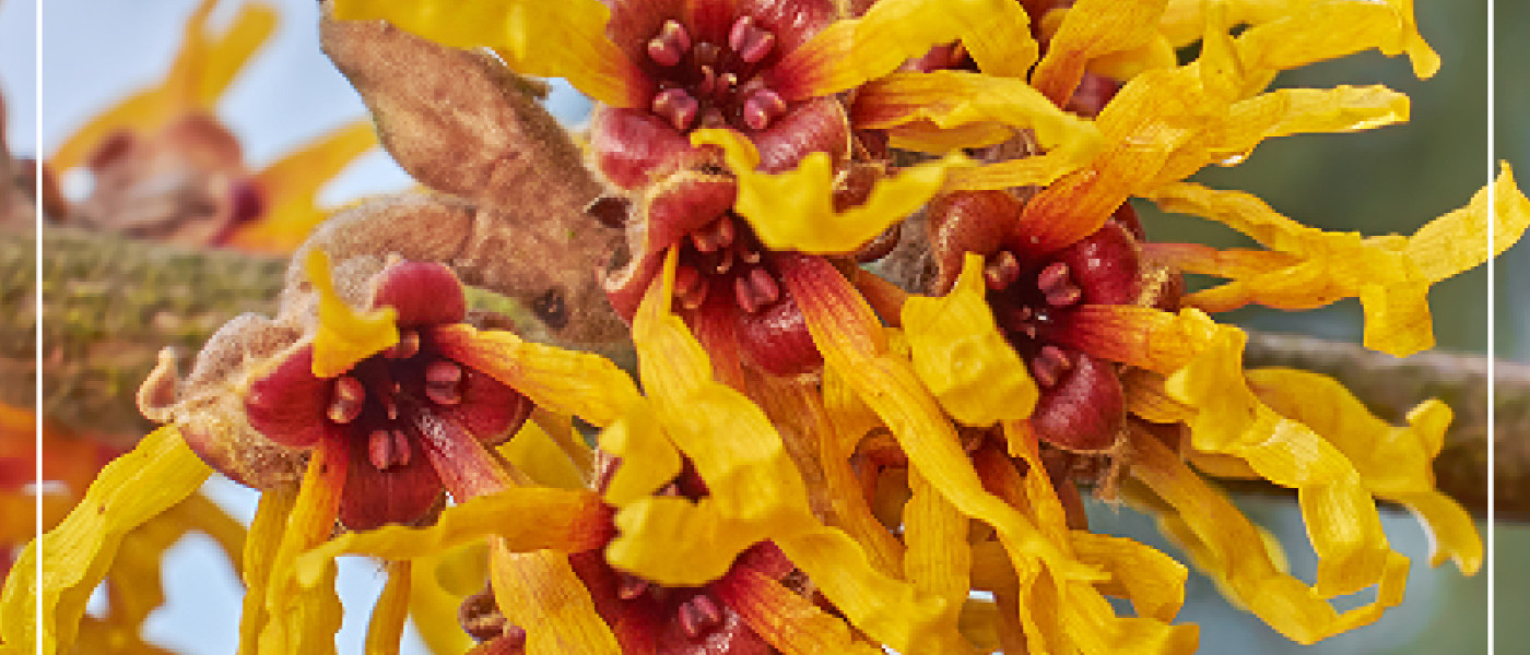 Str&auml;ucher mit Zauber!