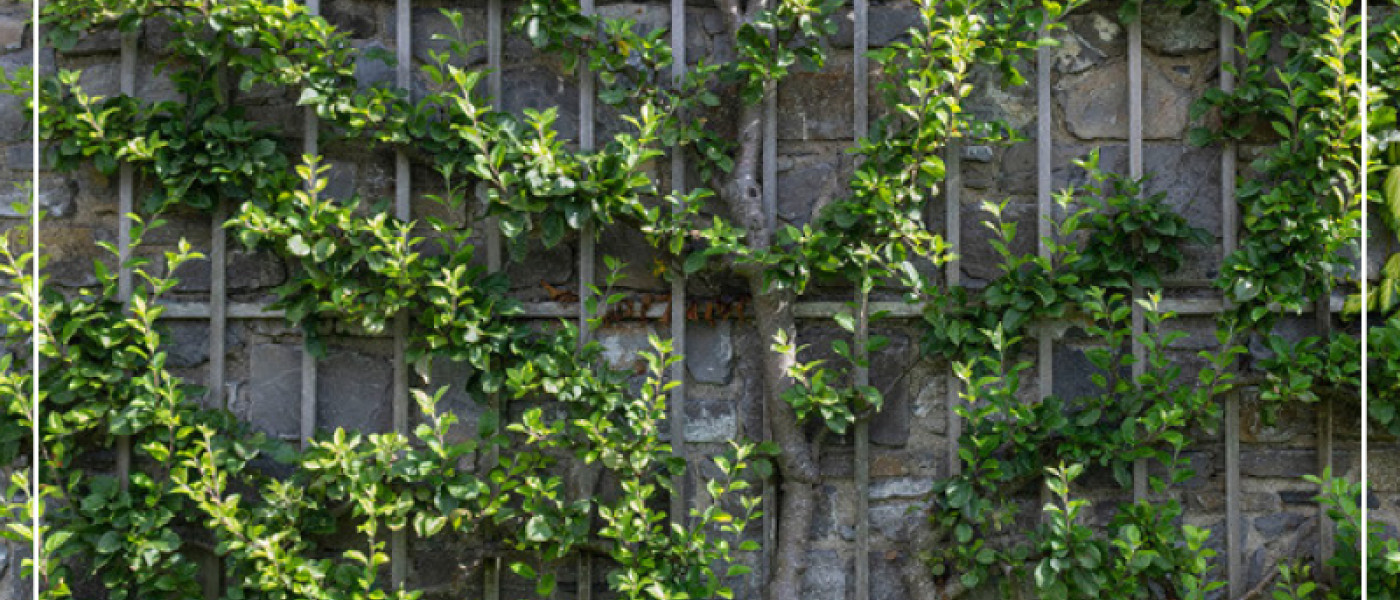 S&uuml;dmauern - perfekt f&uuml;r Spalierobst