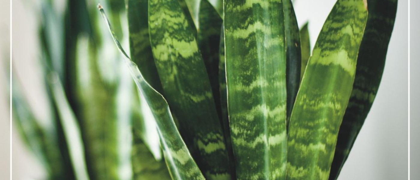 Sukkulenten &hellip; lieben den Sommer!