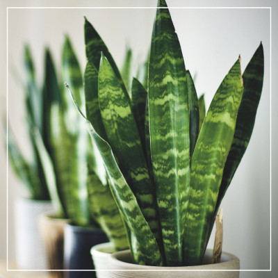 <? $page->title() ?>