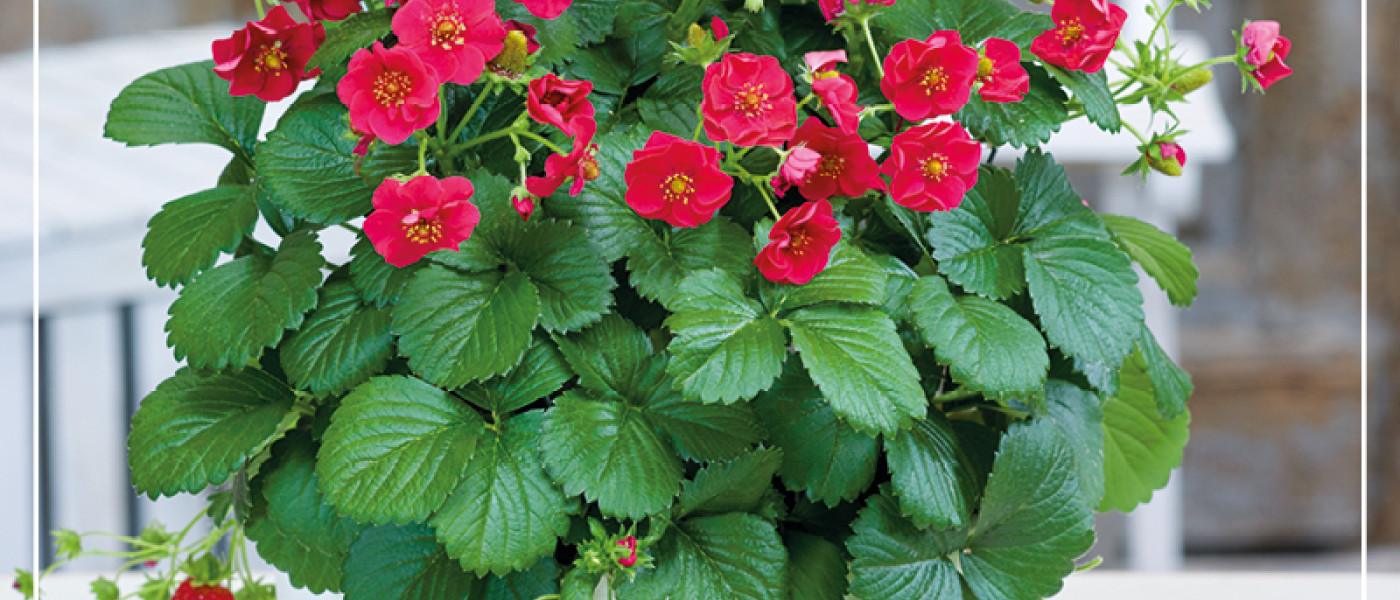 Summer Breeze Rose &ndash; leckerer Blickfang f&uuml;r Balkon und Terrasse