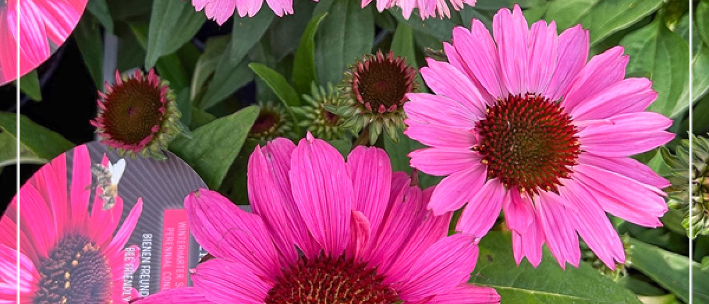 Sunmagic&reg; &ndash; Trendpflanze mit Charme