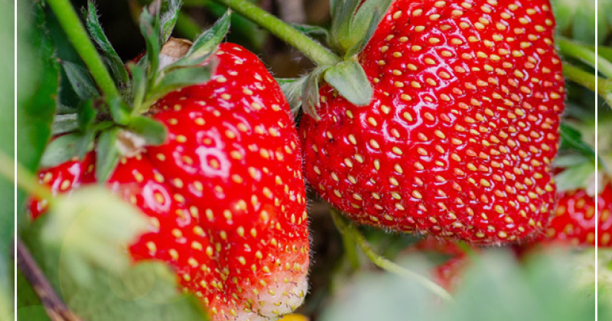 Rostock Gartencenter | Süße Früchte zum Naschen und für den Vorrat