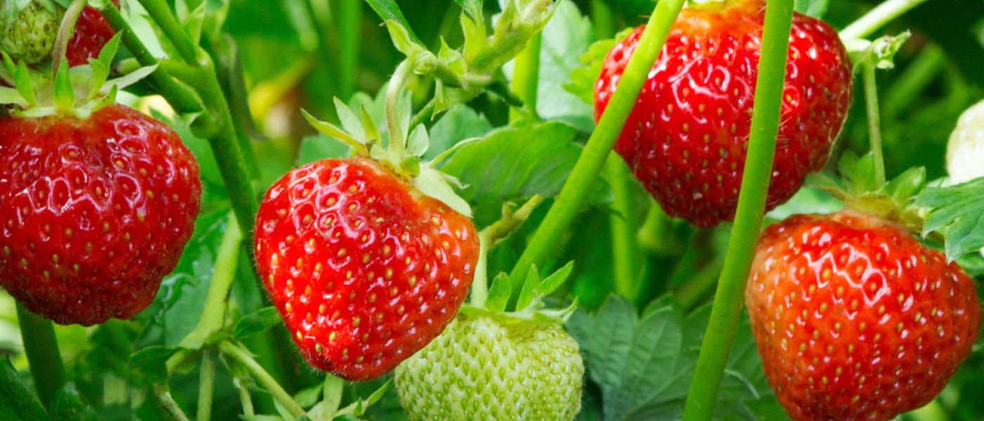 S&uuml;&szlig;es Gl&uuml;ck aus deinem eigenen Garten