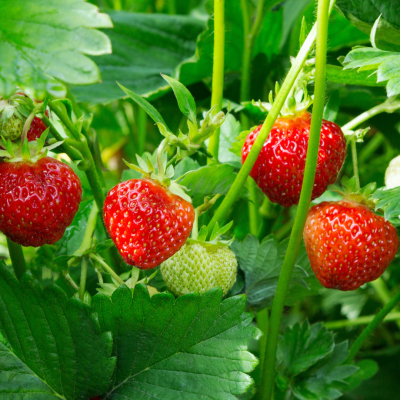 <? $page->title() ?>