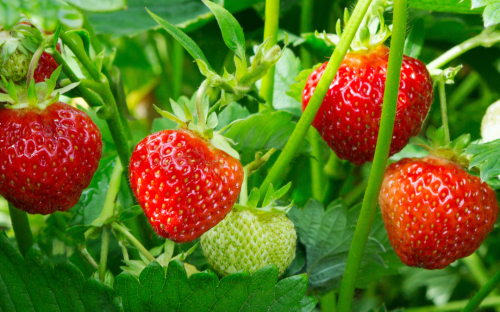 <? $page->title() ?>