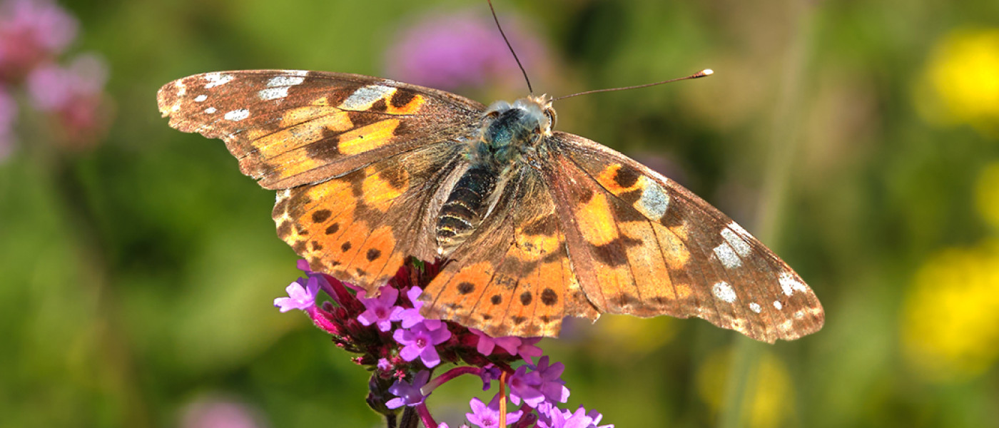 Tanzende Schmetterlinge in Eurem Garten