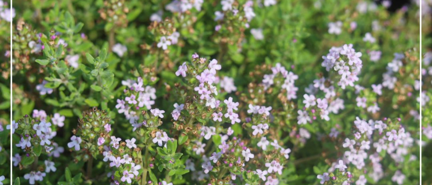 Thymian &ndash; W&uuml;rze, Bl&uuml;tentraum und lebendiger Teppich f&uuml;r Deinen Garten