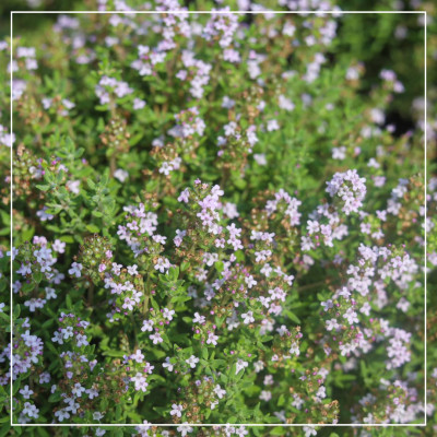 <? $page->title() ?>