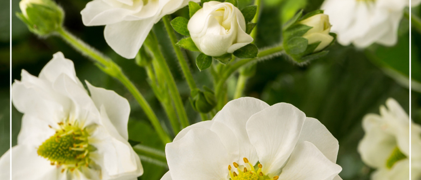 Leckere Erdbeeren auch f&uuml;r Balkon und Terrasse!