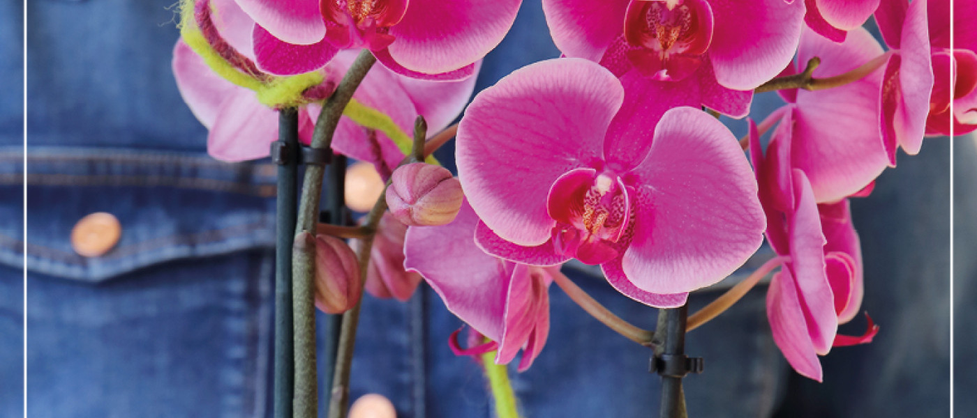 Tolle bl&uuml;hende oder gr&uuml;ne Geschenkideen