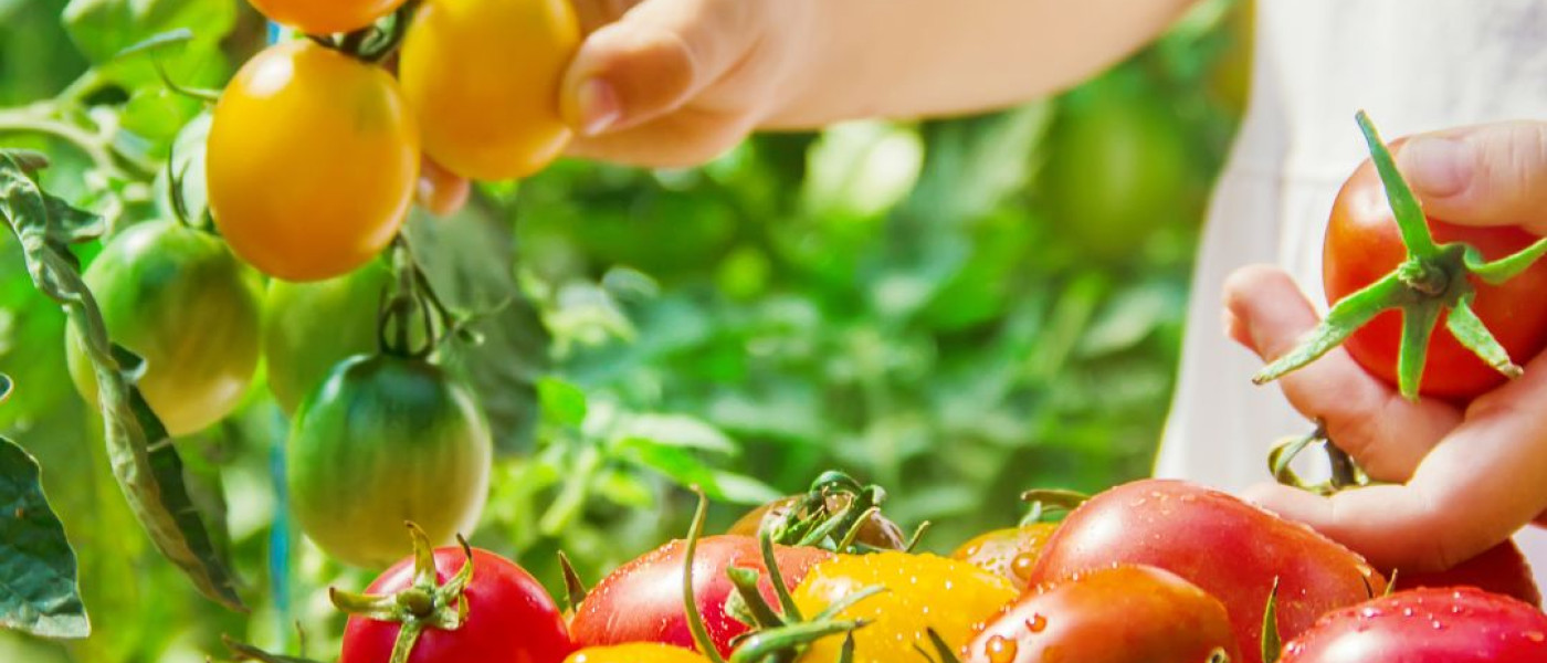 Tomatenliebe: So gelingt Deine eigene Ernte auf Balkon & im Garten
