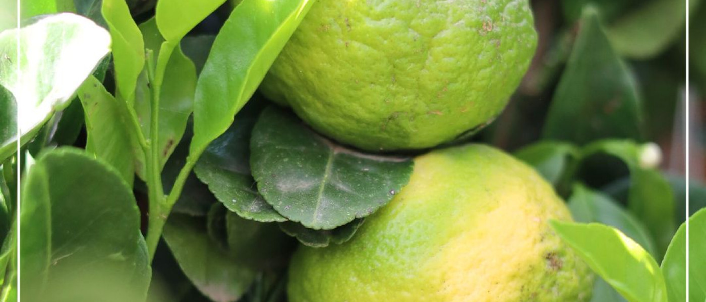 Trendige Vielfalt der Limetten