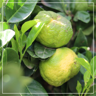 <? $page->title() ?>