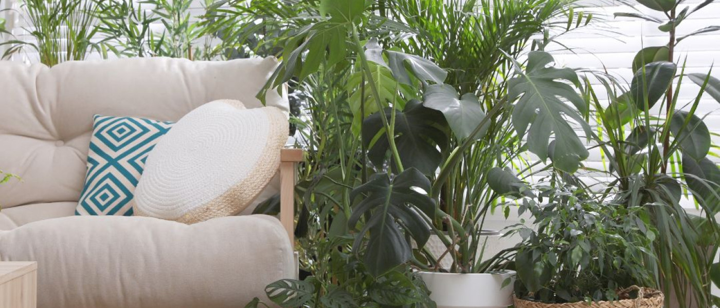 Trendige Zimmerpflanzen – entdecke die Vielfalt!