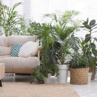 <? $page->title() ?>