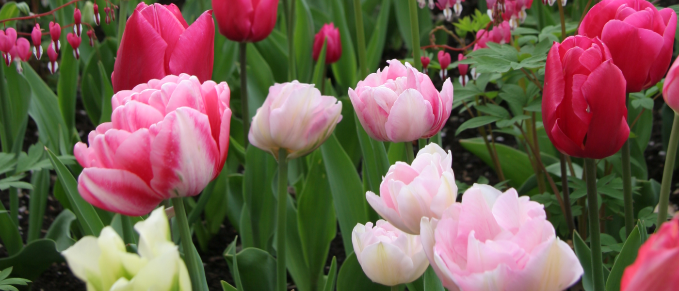 Tulpen - Blütenpracht für den Frühlingsgarten