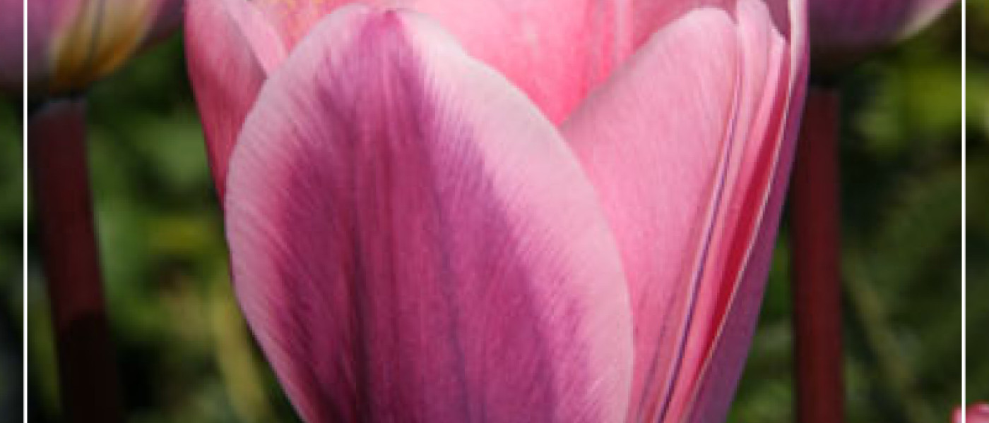 Tulpen - Bl&uuml;tenpracht f&uuml;r den Fr&uuml;hlingsgarten