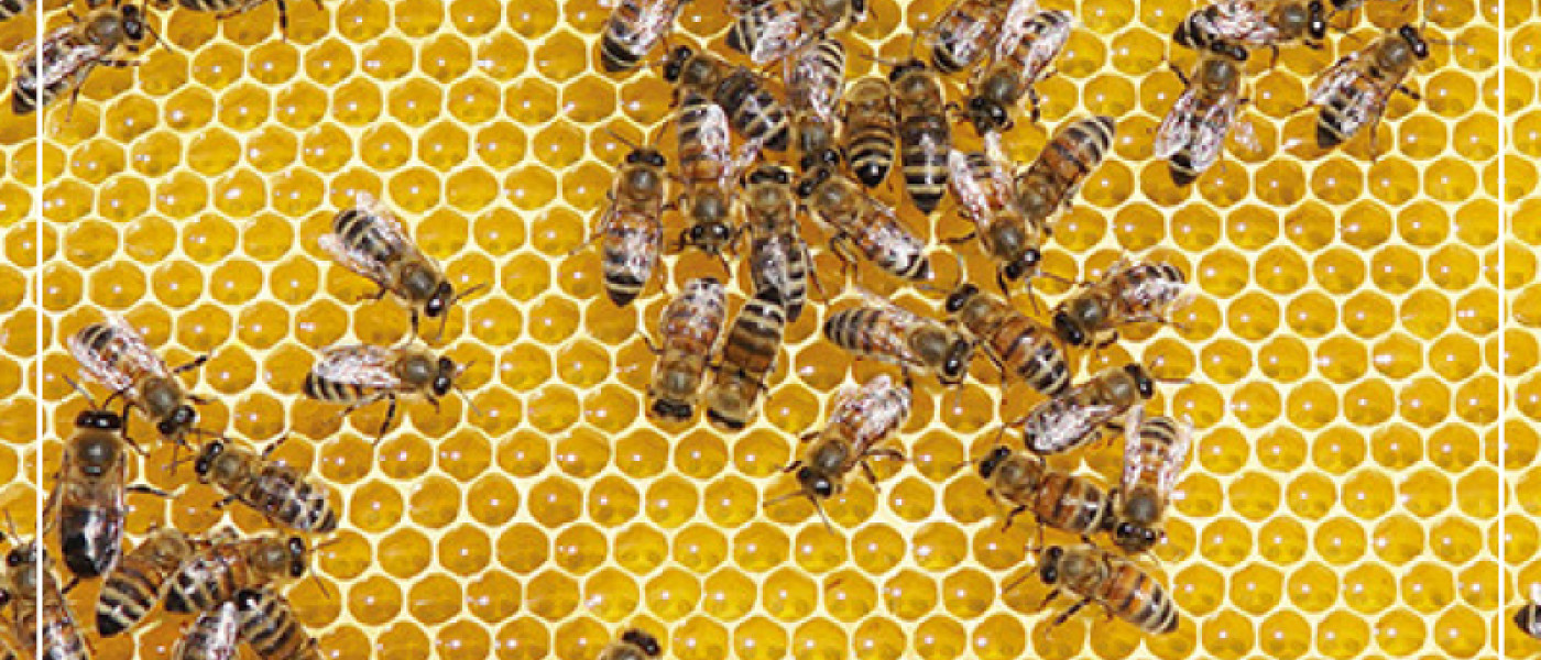 Unglaubliche Fakten &uuml;ber die Honigbiene