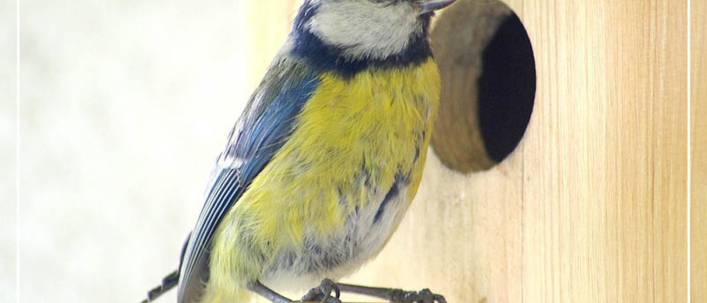 Unterst&uuml;tzung der Vogelwelt