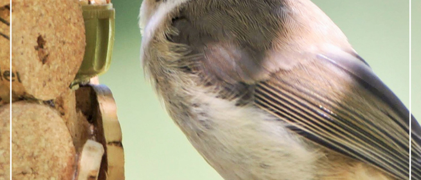 Verw&ouml;hnprogramm f&uuml;r unsere gefiederten Freunde