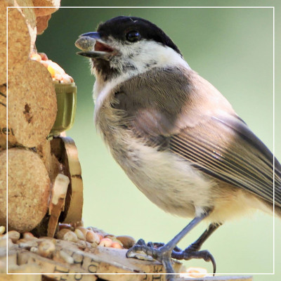 <? $page->title() ?>