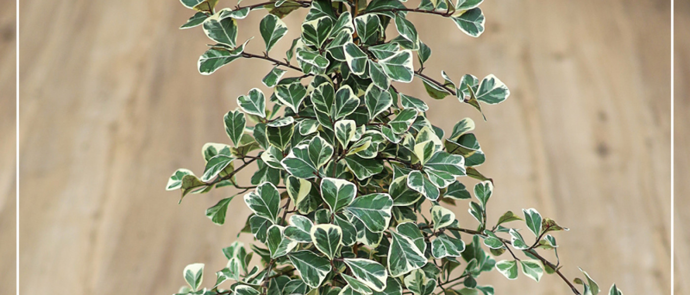 Vielf&auml;ltiger Gummibaum