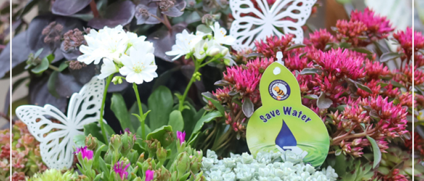 Voll im Trend, Dickblattgew&auml;chse