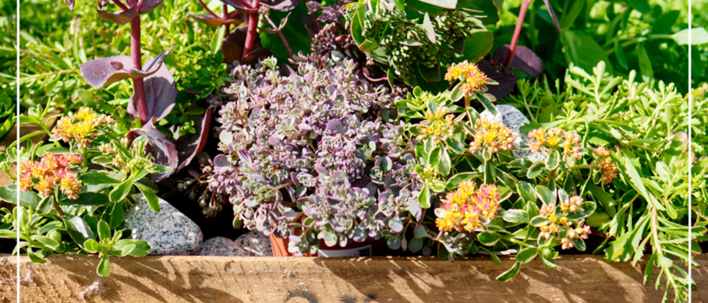 Von „fetten Hennen“ und dicken Blättern; Sedum der pflegeleichte Alleskönner