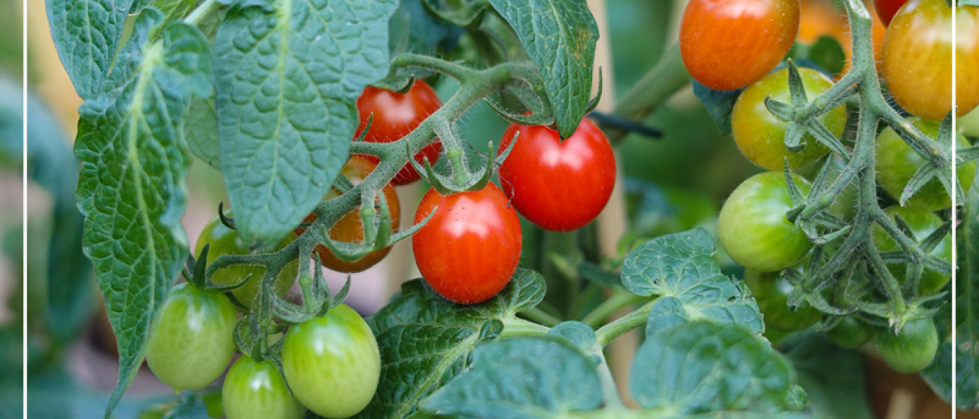 Warum werden Tomaten veredelt?