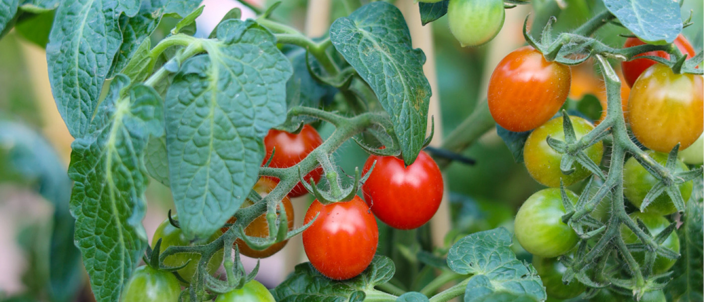 Warum werden Tomaten veredelt?