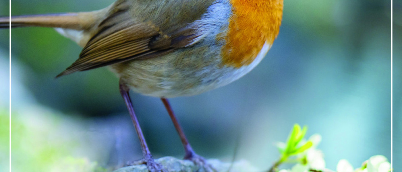 Was V&ouml;gel gerne essen