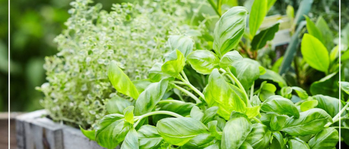 Was w&auml;re das Fr&uuml;hjahr ohne frische Kr&auml;uter?