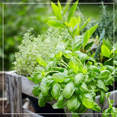 <? $page->title() ?>