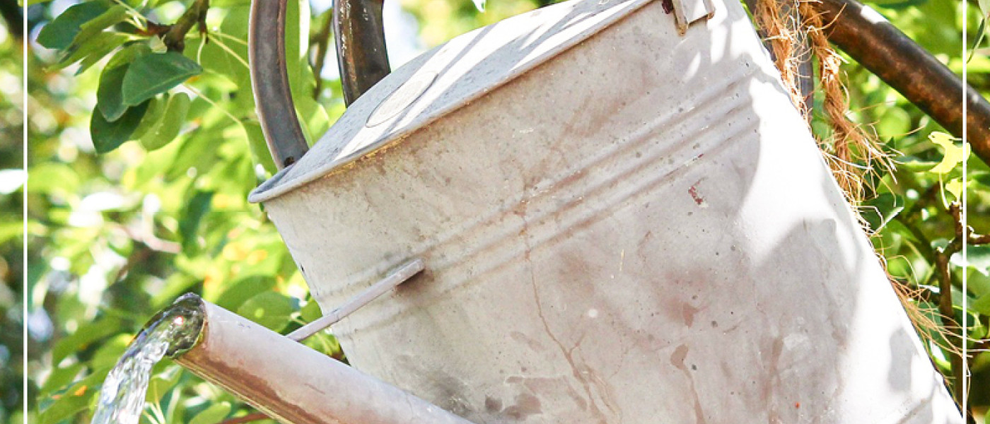 Wasser marsch - so w&auml;ssern Sie richtig!