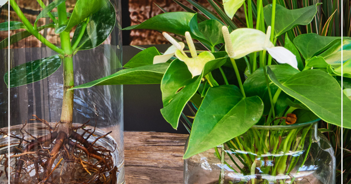 Rostock Gartencenter | "Water Plants" eine ungewhnliche, neue Art mit  Zimmerpflanzen zu gestalten