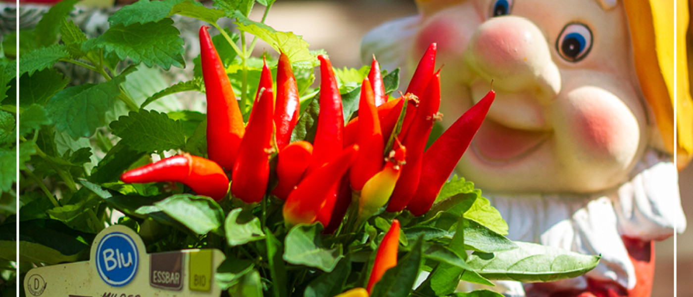 Welches Gem&uuml;se ihr jetzt noch pflanzen k&ouml;nnt