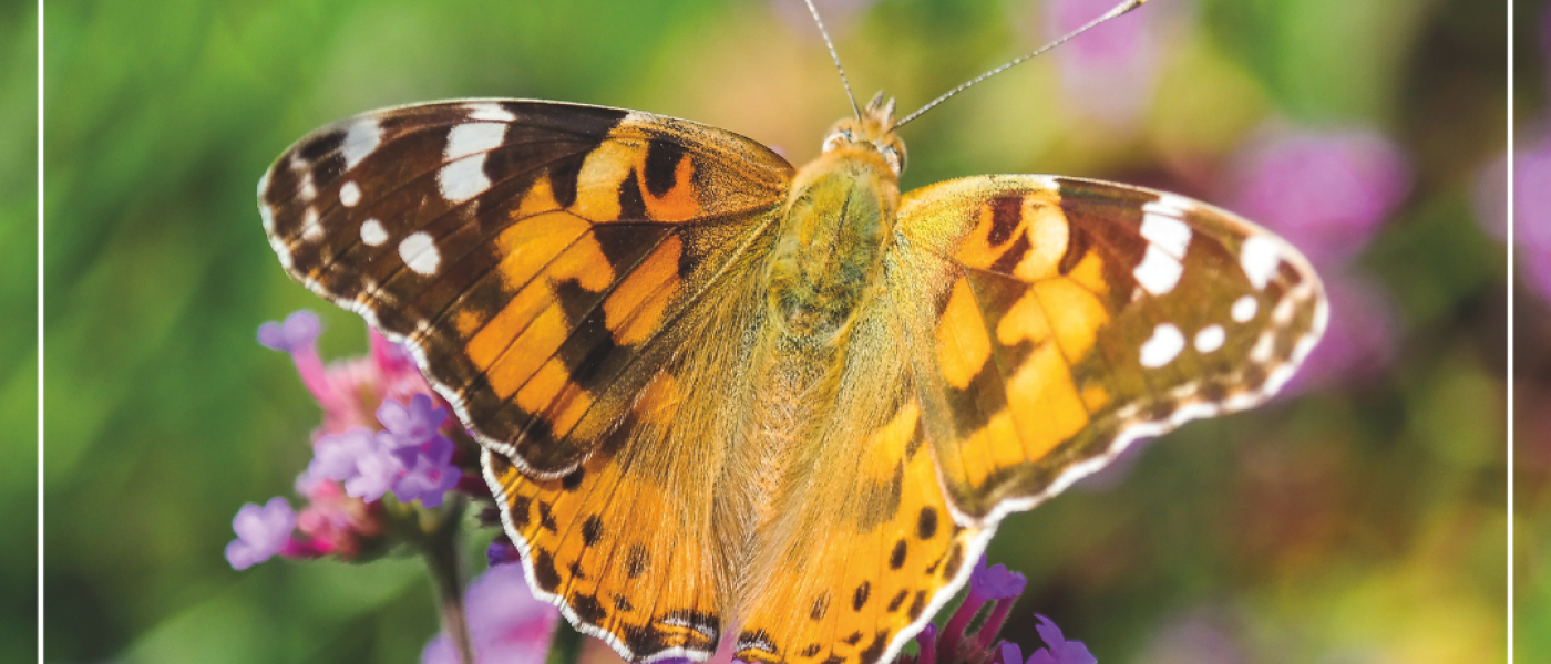 Wer flattert denn da? - Falter im Portr&auml;t