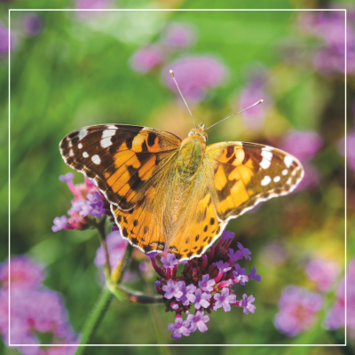 <? $page->title() ?>