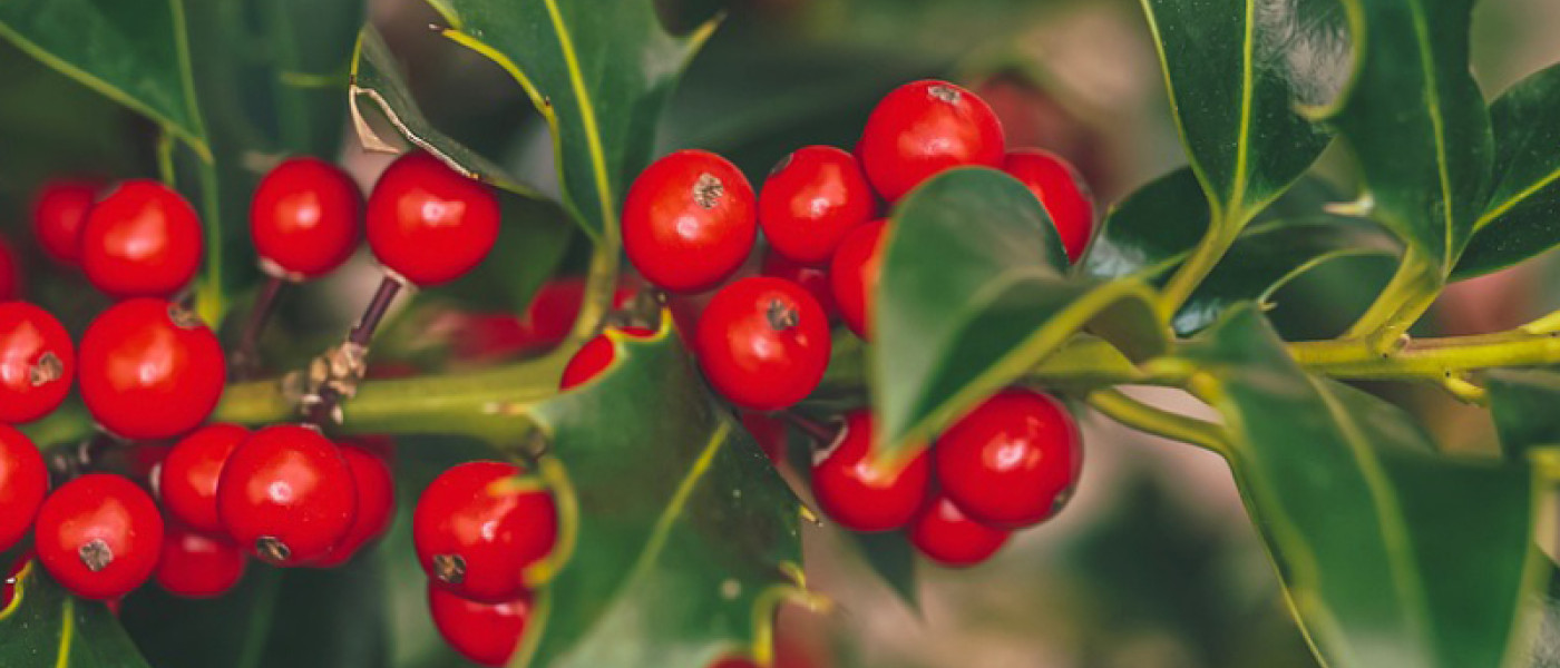Beerenschmuckpflanzen &ndash; Dekorative Pflanzen f&uuml;r deinen Garten