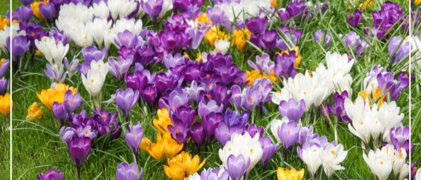 Wilde Bl&uuml;tenpracht, die bleibt