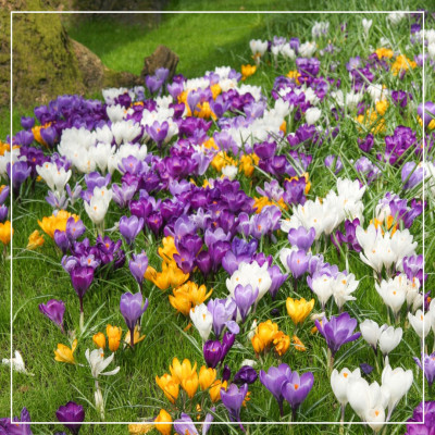 <? $page->title() ?>