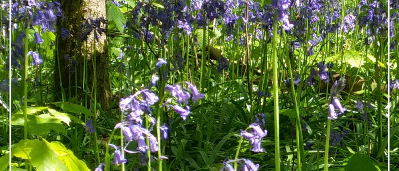 Wilde Blütenpracht mit Blumenzwiebeln