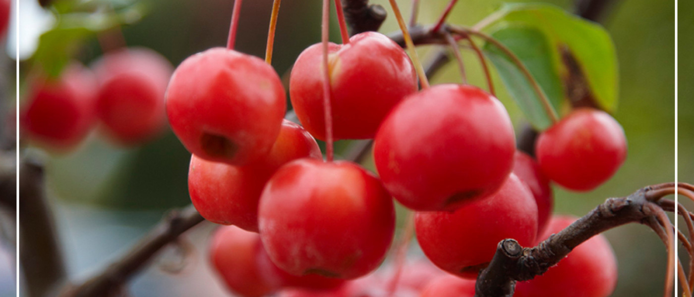 Wilde G&auml;rten - G&auml;rtnern im Einklang mit der Natur