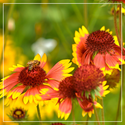 <? $page->title() ?>