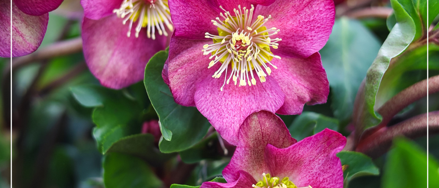 Winterliche Blütenpracht im Garten: Die robuste Christrose