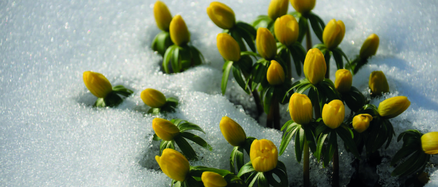 Winterliche - gelbe Blütenteppiche gegen den Winterblues!